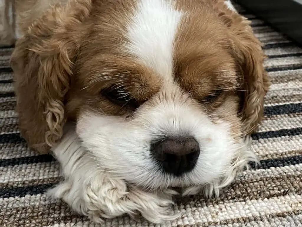 Snoring Cavalier King Charles Spaniel