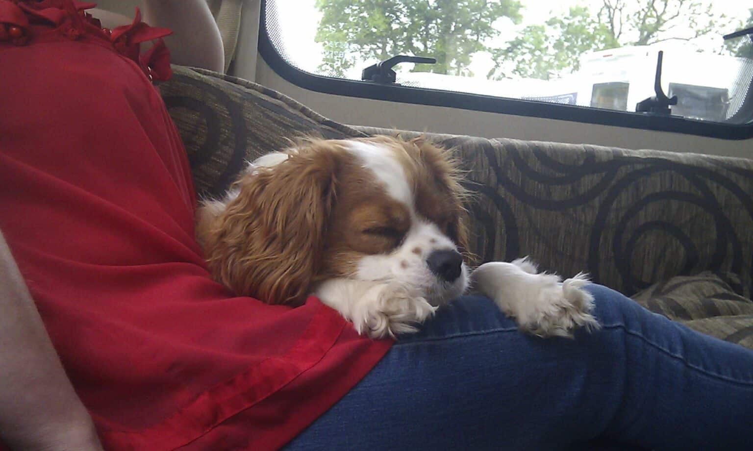 Why do Cavalier King Charles Spaniels sleep a lot? My Cavvy