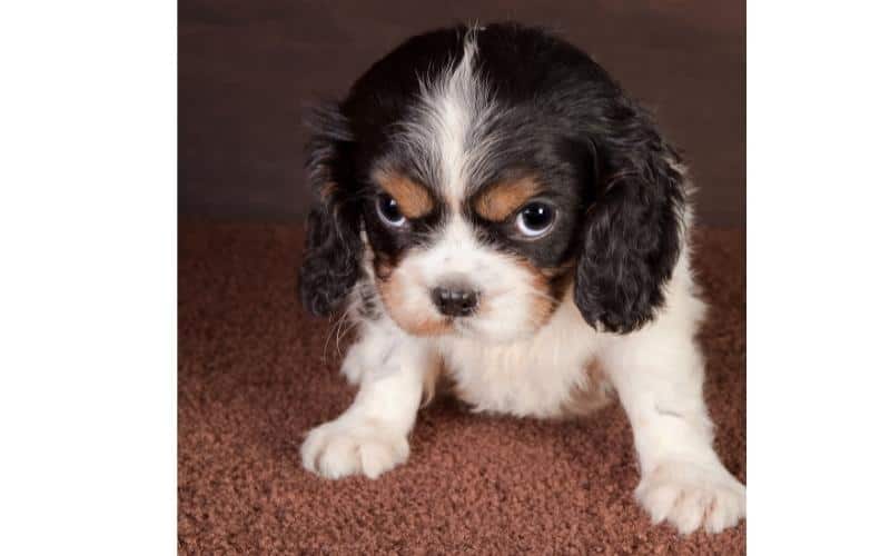 Cavalier King Charles Spaniel Growth Stages | My Cavvy