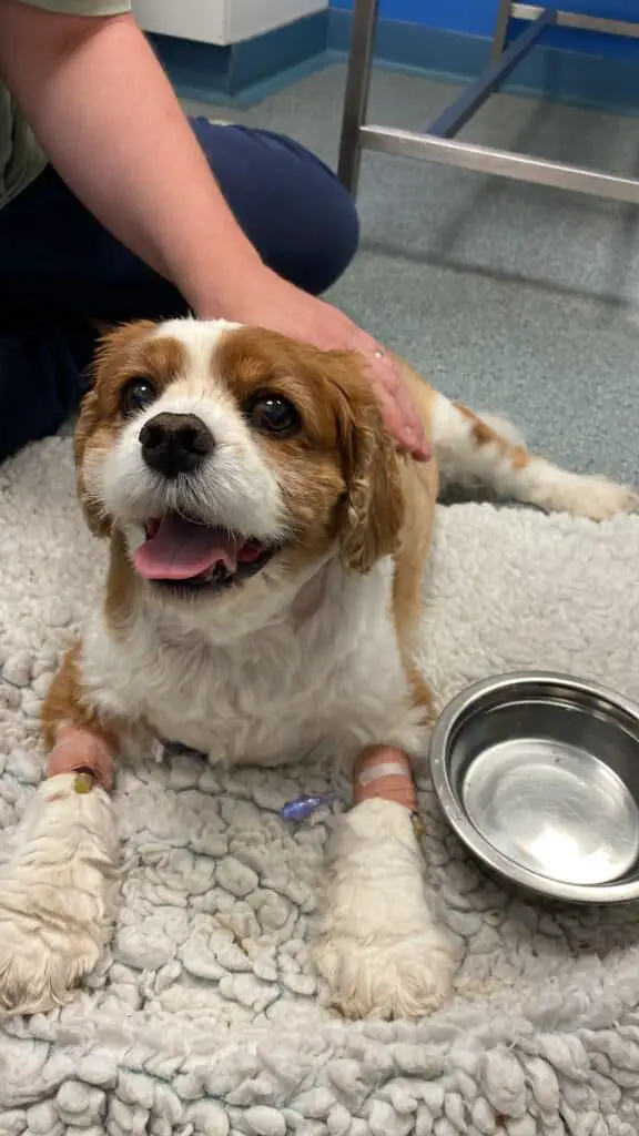 Image of my dog Lady in the vet lying on a vet bed with a catheter in each of her front paws 