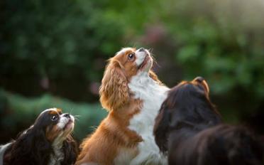 are cavalier king charles spaniels healthy