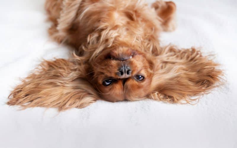 Cavalier King Charles Spaniel lying on their back, with ears spread to the sides