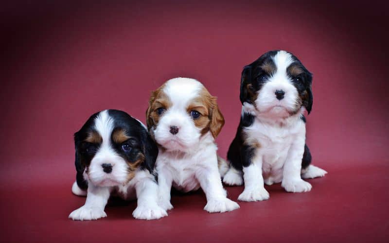 3 young Cavalier King Charles Spaniel puppies sitting in a line, with the smallest on the left to the largest on the right