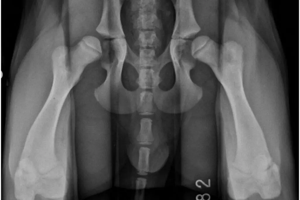 Xray of a dog with hip dysplasia