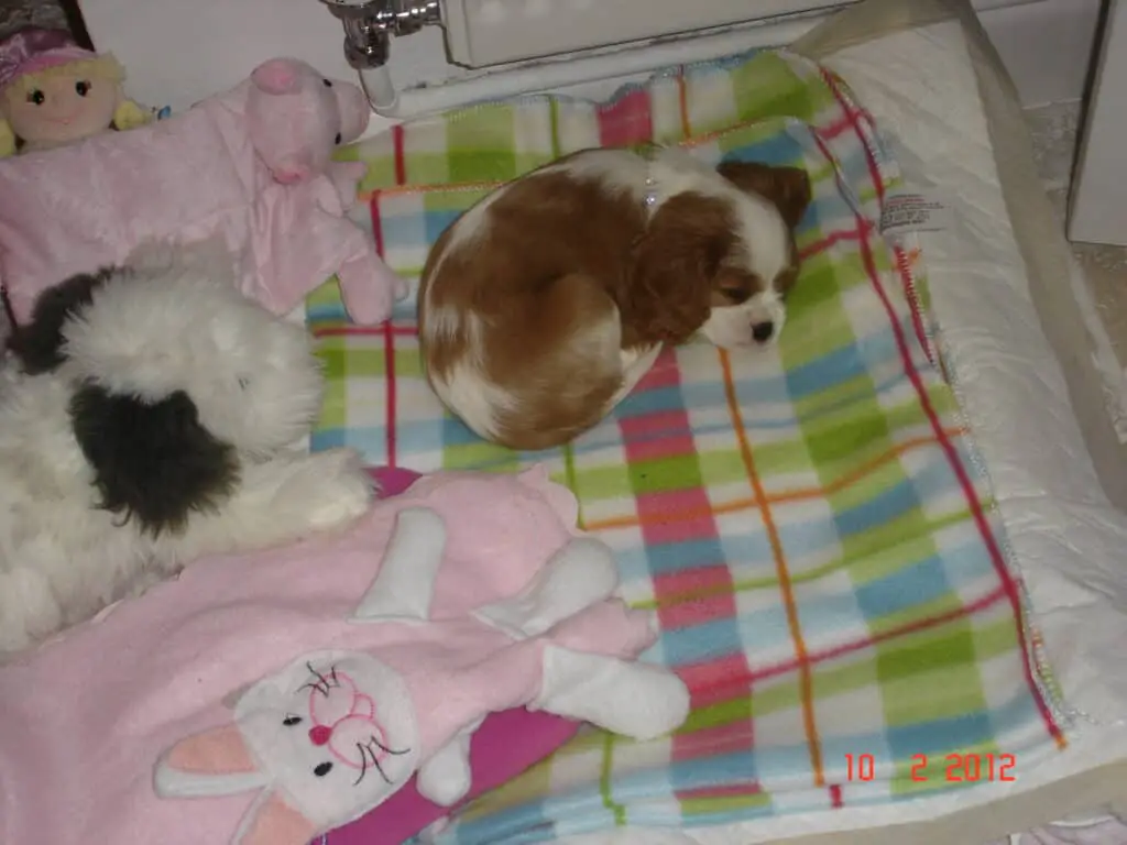 3 Month Old Cavalier King Charles Spaniel Puppy, lying asleep on a fluffy blanket