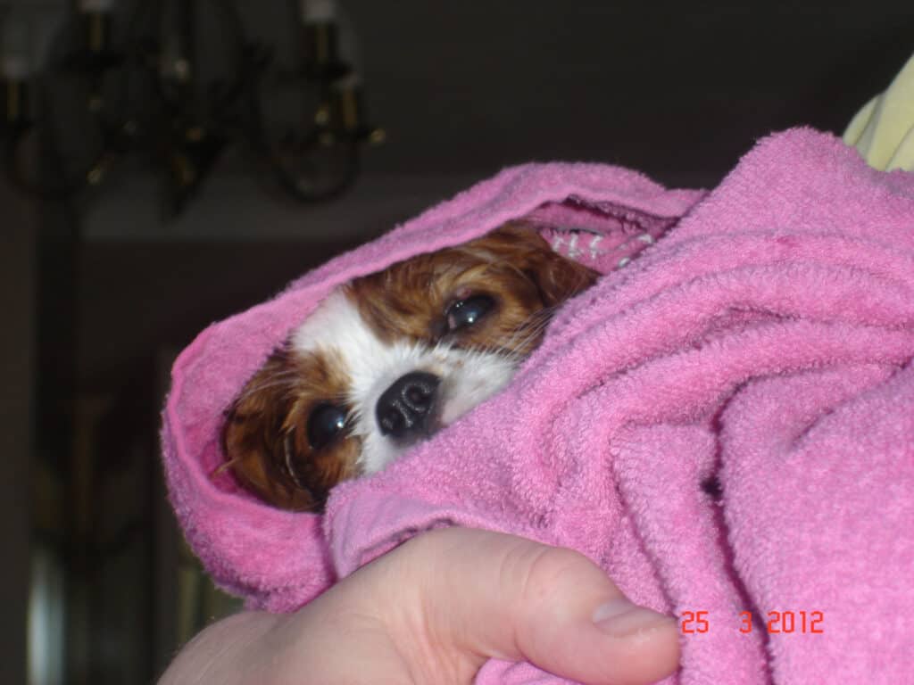 4 Month Old Cavalier King Charles Spaniel Puppy, wrapped in a towel