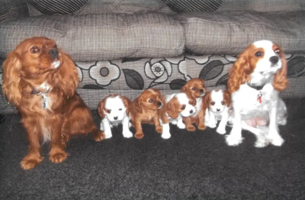 5 Cavalier King Charles Spaniel Puppies sat in the middle of their parents