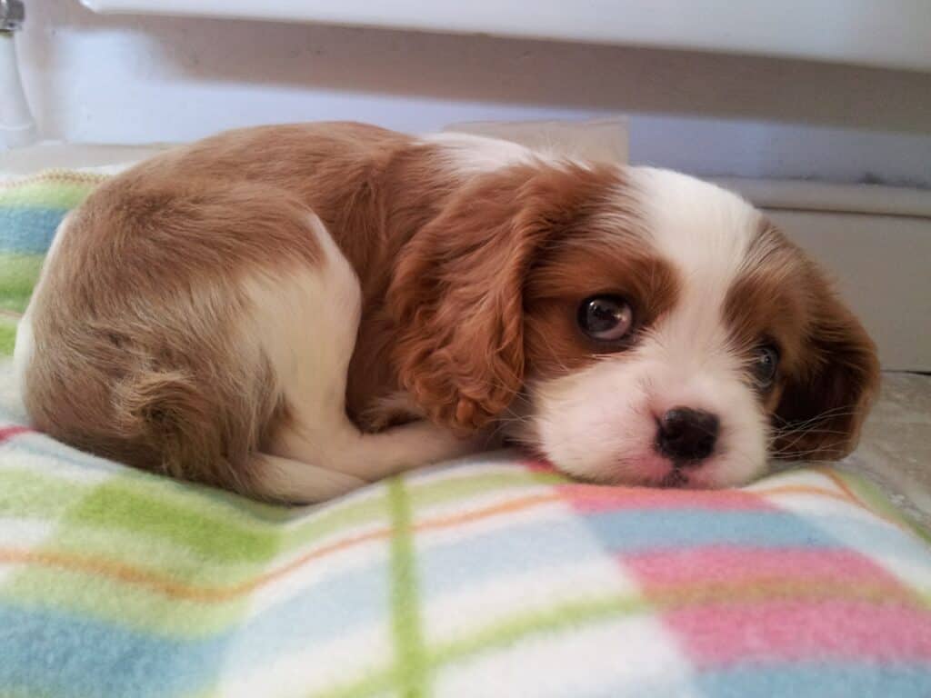Cavalier King Charles Spaniel Puppy, lying content on a fluffy blanket