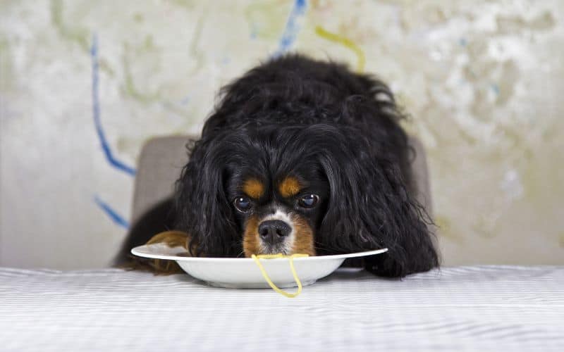 What Foods Can a Cavalier King Charles Spaniel Eat? Image of a Cavalier King Charles Spaniel eating at the table.