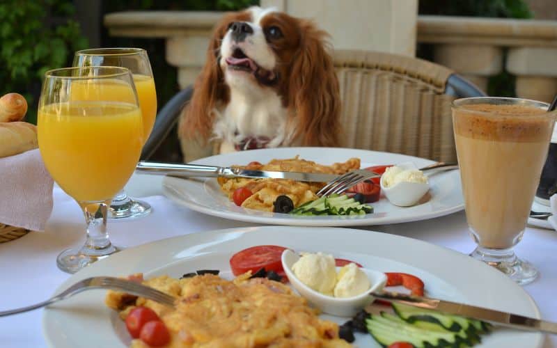 What foods are Cavaliers Allergic to? Image of a Cavalier King Charles Spaniel sat at a table surrounded by plated human food and drinks