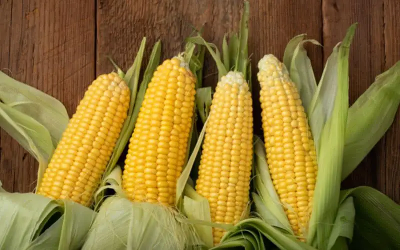 Image of freshly picked corn cobs