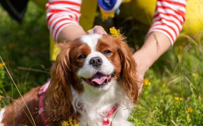 Image of a Cavalier King Charles Spaniel being petted on their shoulders - 20221219