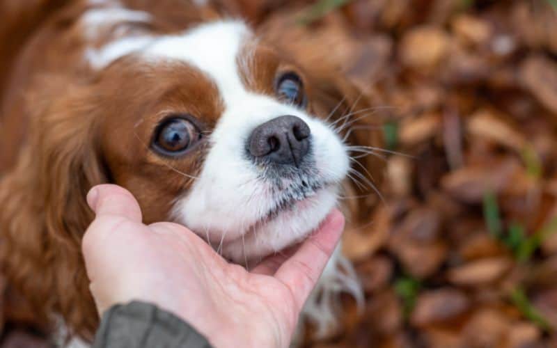 Image of a Cavalier King Charles Spaniel being petted under the chin - 20221219