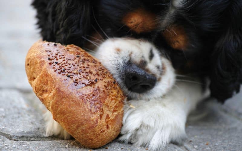 Image of a Cavalier King Charles Spaniel eating a bread roll - Are Cavaliers Food Obsessed?