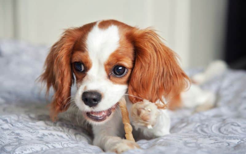 Image of a Cavalier King Charles Spaniel eating a chew