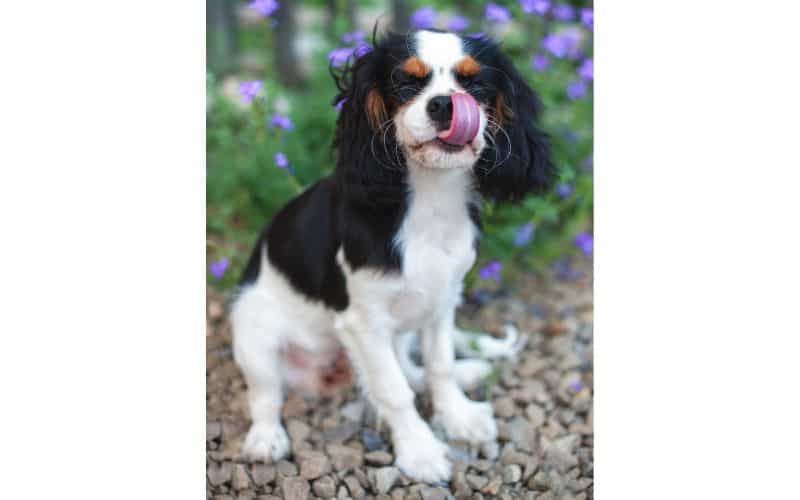 Image of a Cavalier King Charles Spaniel licking its lips