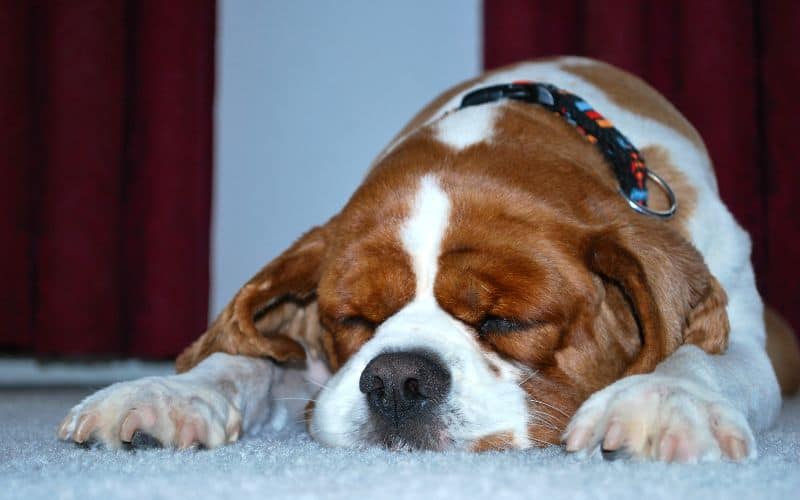 Image of a Sleeping Blenheim Cavalier King Charles Spaniel - 20221219