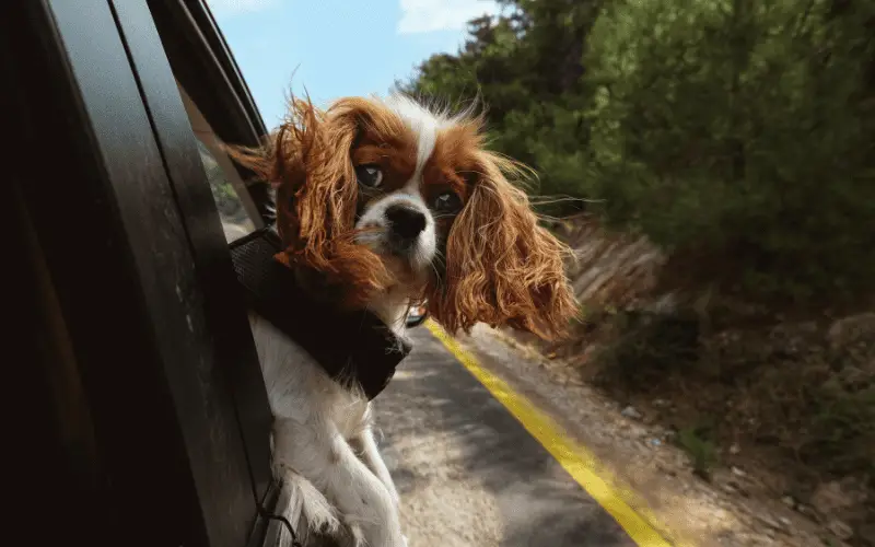 Image of a blenheim Cavalier King Charles Spaniel poking its head out of the window of a moving car