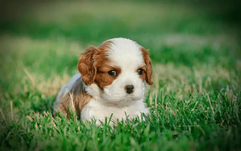 Image of a blenheim Cavalier King Charles Spaniel puppy lying down in the grass