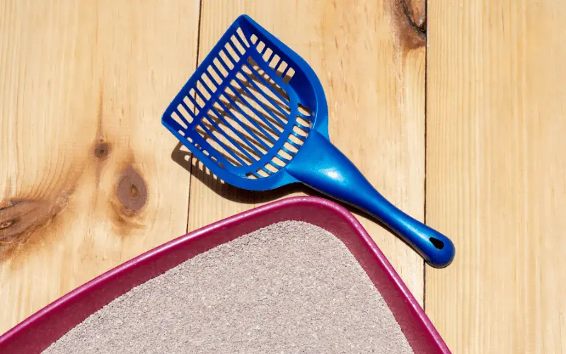 Image of a litter box and scoop