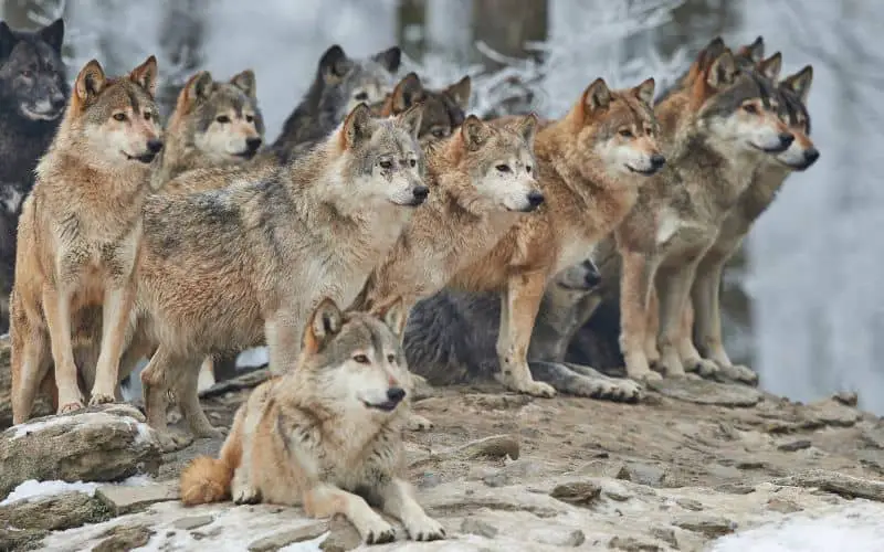 Image of a pack of Wolves standing on a rock