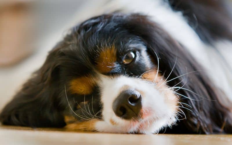 Image of a sad looking Tri Colored Cavalier King Charles Spaniel - 20221219
