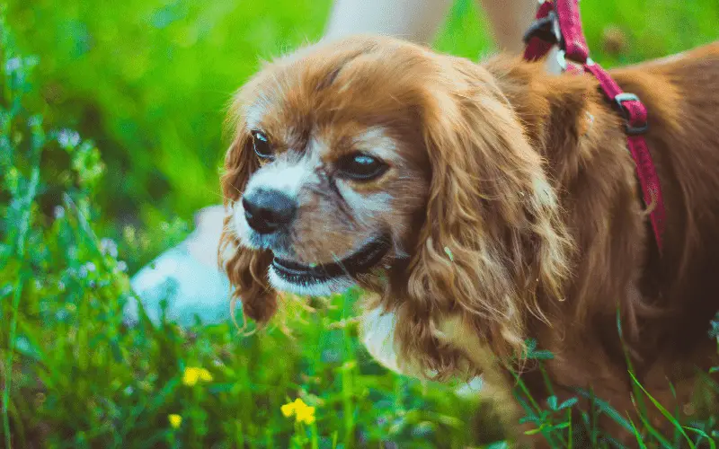 Image of an elderly ruby Cavalier King Charles Spaniel