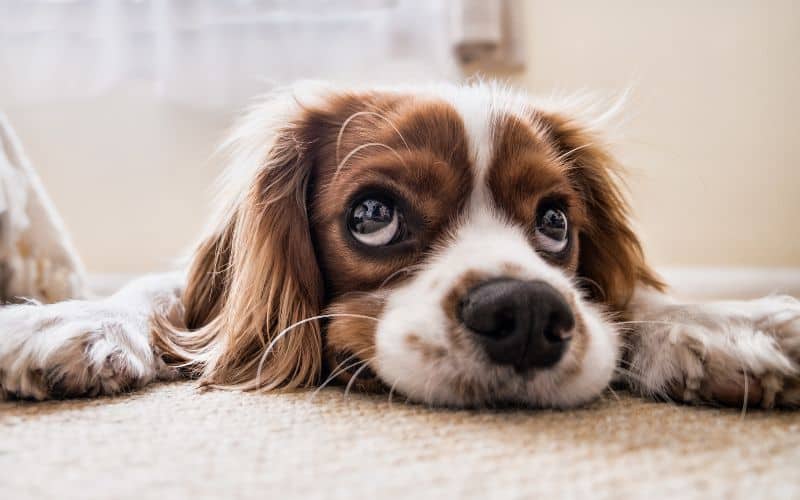 Scared My King Charles Spaniel Yelps For No Reason - Image of a sad looking Blenheim Cavalier King Charles Spaniel - 20221219