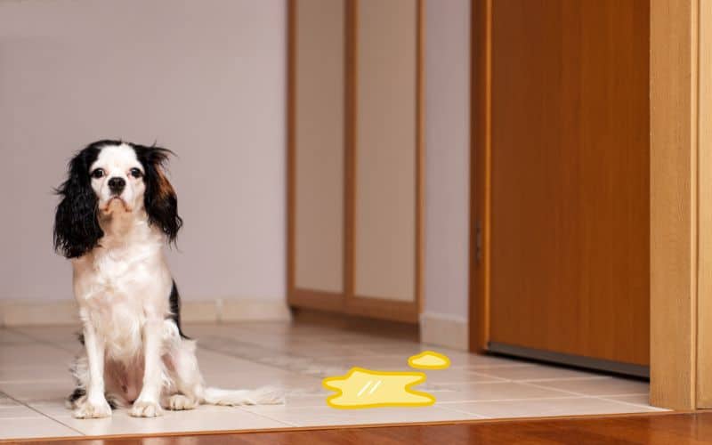 How to Stop a Diabetic Dog from Peeing in the House - Image of a Cavalier King Charles Spaniel sat next to a fake puddle of pee