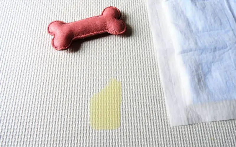 Image of some dog pee next to a puppy pad and a bone toy