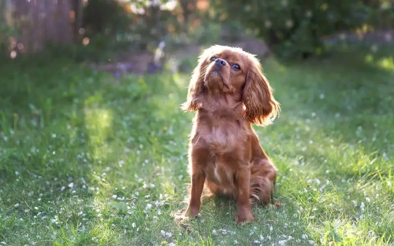 Image of a Ruby Cavalier King Charles Spaniel sitting on the grass in the sun