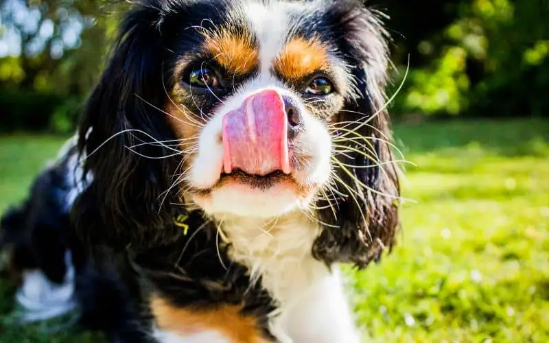 Fruits That Your Cavalier Can Eat