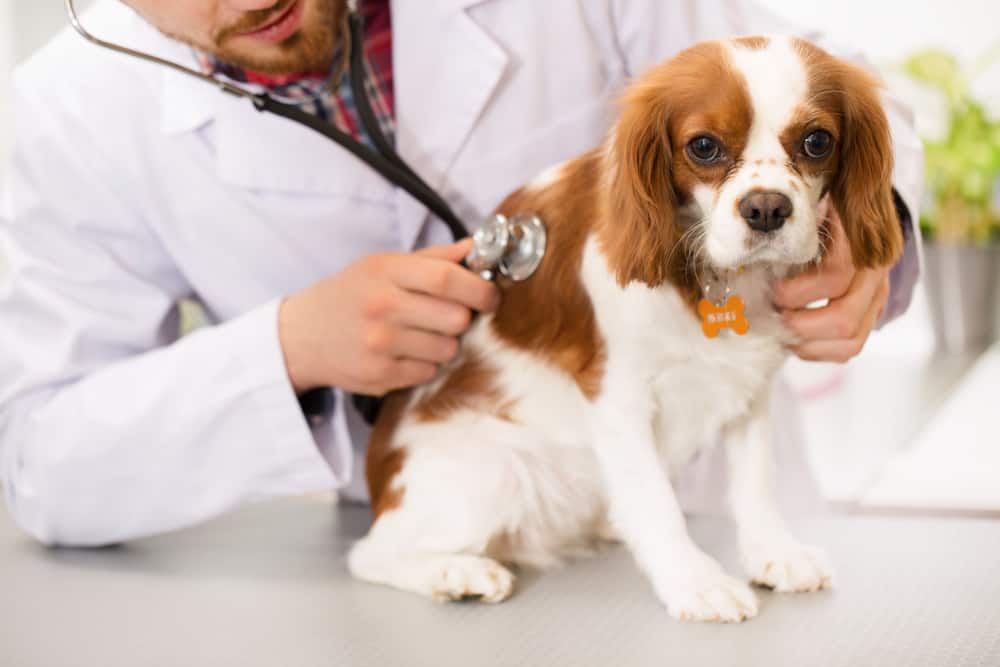 Do Cavalier King Charles Spaniels Often Get Sick: The Truth