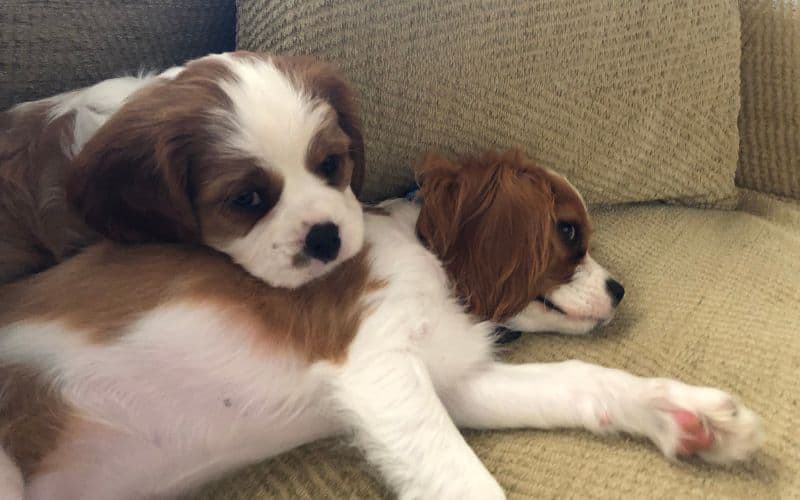 Two Blenheim Puppies Relaxing on the couch