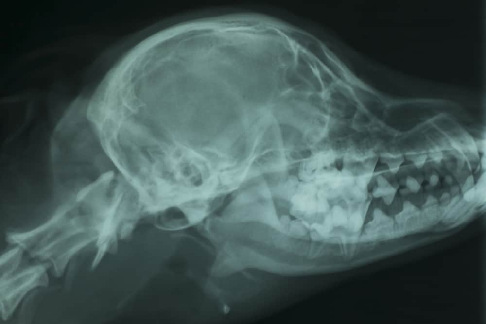 X-ray Of The Skull Of A Dog