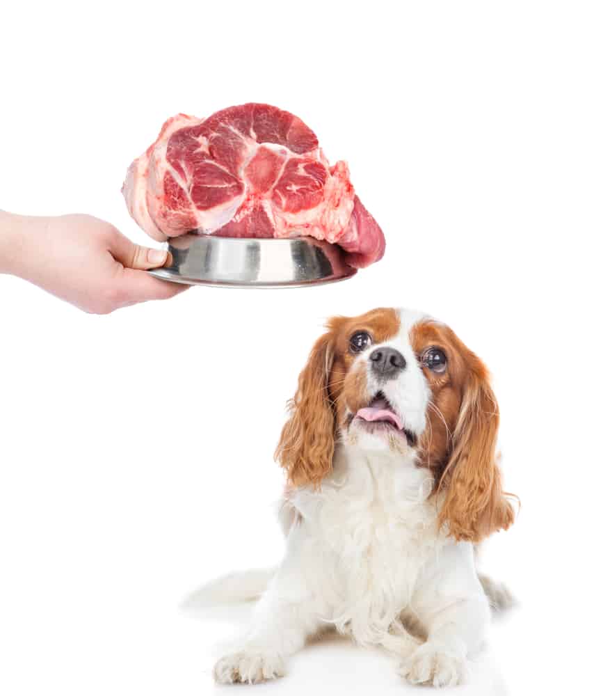 Is Beef Good for Cavaliers? Nutritional Facts & Considerations
