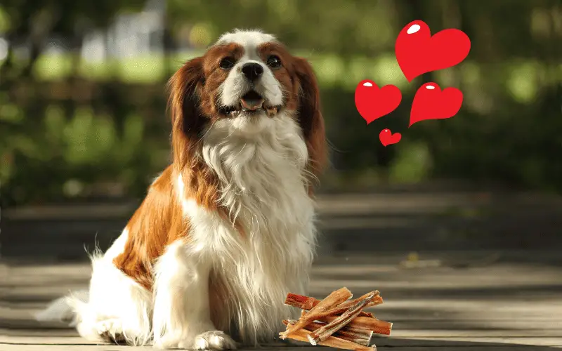 From Crunchy to Chewy: 7 Delightful Treats Your Cavalier Will Love