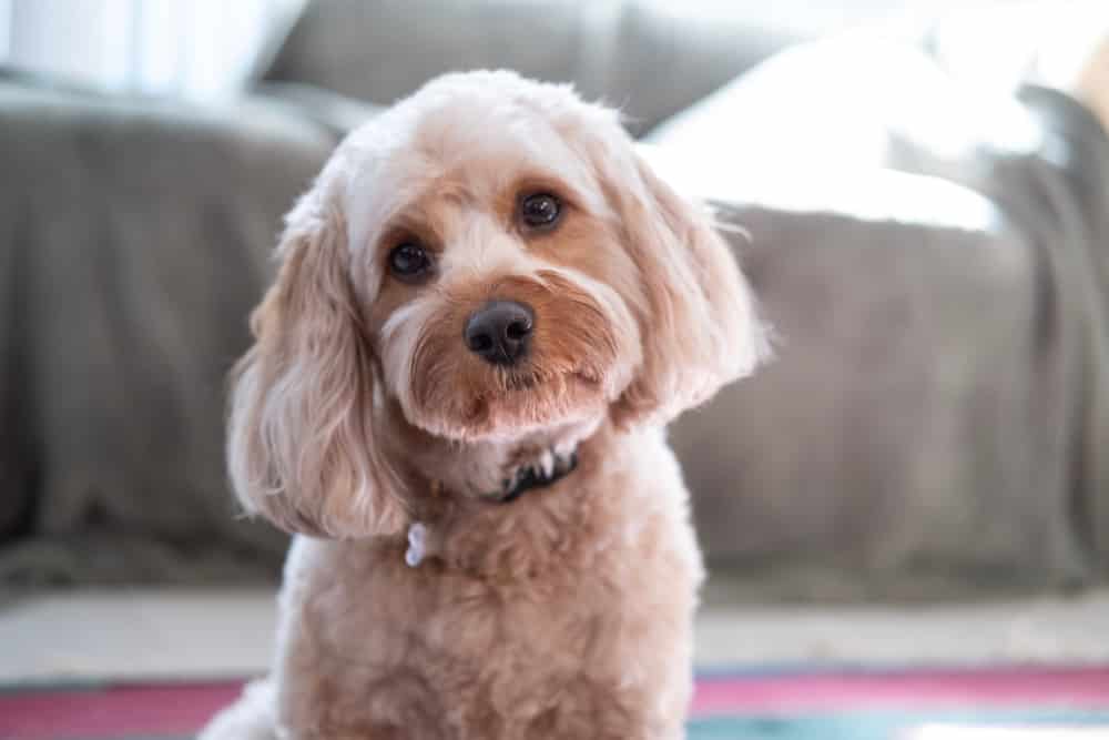 Sweet,Cavapoo,With,Puppy,Dog,Eyes,Staring,Into,Camera