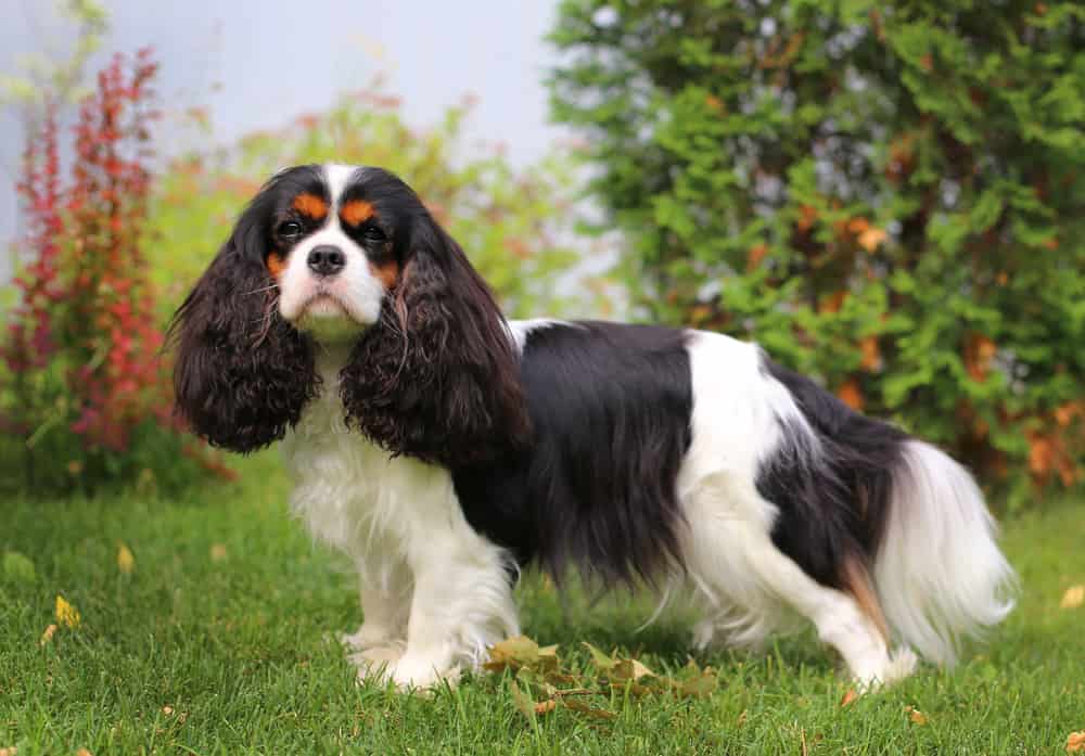 Beautiful Tri-colored Cavalier King Charles Spaniel