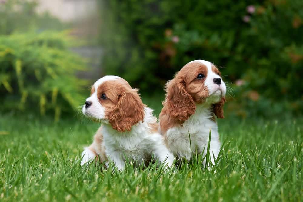 Two,Puppies,Of,Breed,Cavalier,King,Charles,Spaniel,Sit,On,Grass