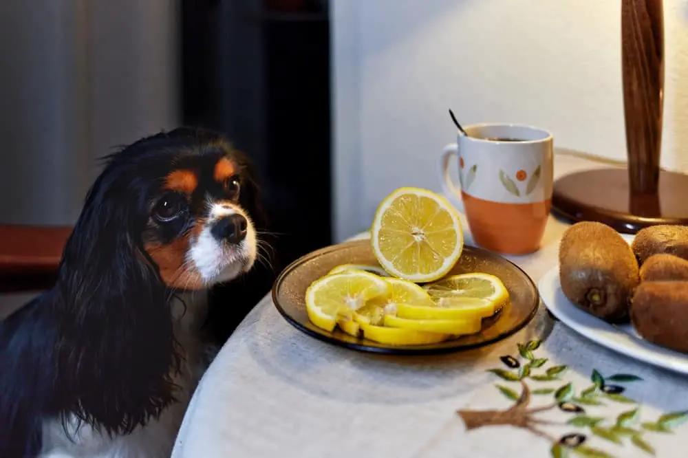 A,Dog,Of,The,Cavalier,King,Charles,Spaniel,Breed,Looks,At,A,Plate,Of,Sliced,Lemons