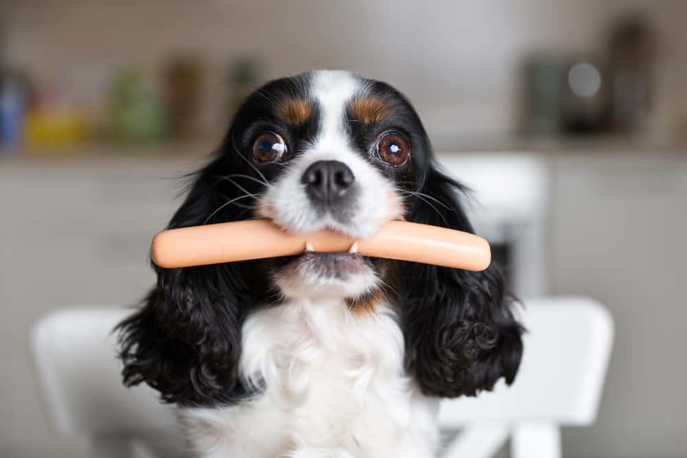 What Should I Feed my Cavalier Puppy - Cavalier King Charles Spaniel Puppy with Sausage in Mouth