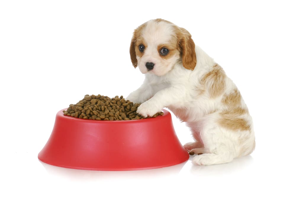 Cavalier,King,Charles,Spaniel,Sitting,With,big,bowl,of,food