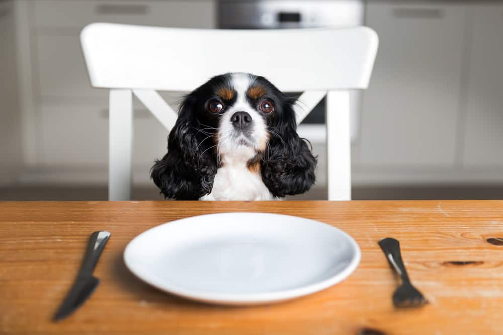 Cavalier King Charles Spaniel sitting near an empty plate - 10 Delicious Alternative Treats for Dogs