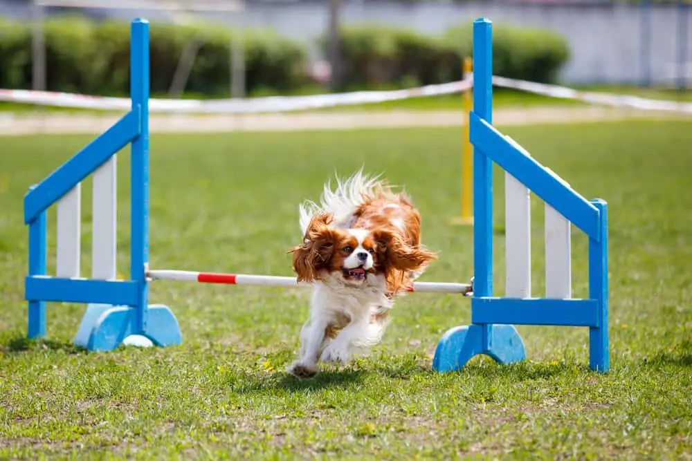 Cavalier,King,Charles,Spaniel,Jumping,Over,Hurdle,In,Agility,Competition