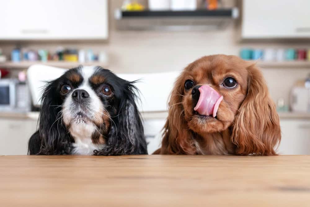 Healthy Ways to Increase Weight in King Charles Spaniels