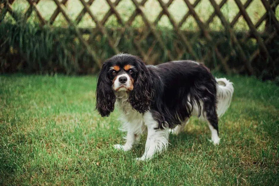 A photo of a Cavalier King Charles Spaniel sitting on a grassy field, looking directly at the camera