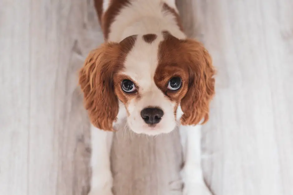 Caring for Your Cavalier King Charles Spaniel's Eyes